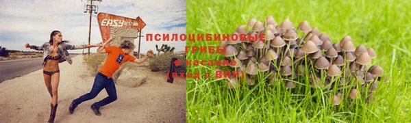 прущие грибы Армянск