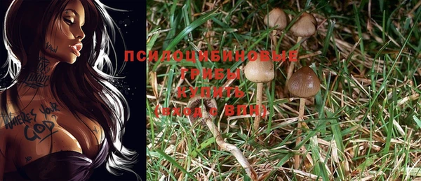 прущие грибы Армянск